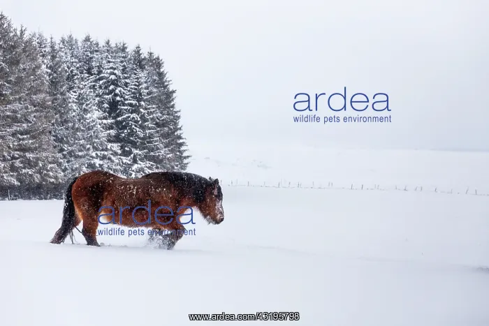  : Ardennais horse in a snowy meadow during a snowfall
