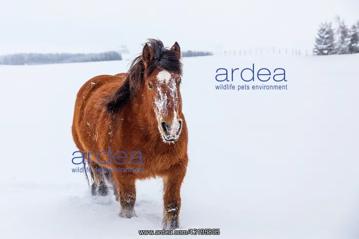 : Ardennais horse in a snowy meadow during a snowfall : Ardennais horse in a snowy meadow during a snowfall