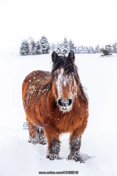  : Ardennais horse in a snowy meadow during a snowfall
