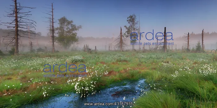 : Ardennes bog, Ardennes : Ardennes bog, Ardennes