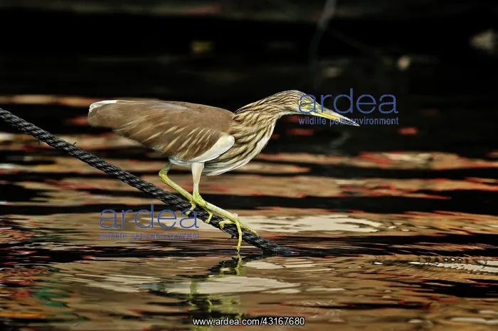 : Ardeola grayii Ardeola : Ardeola grayii Ardeola