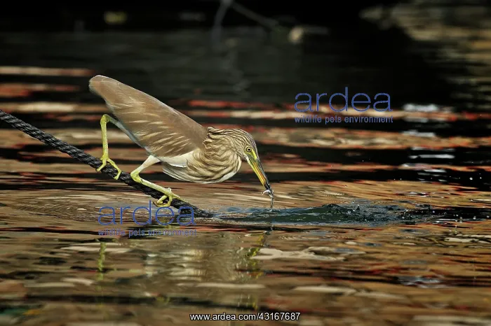 : Ardeola grayii Ardeola : Ardeola grayii Ardeola