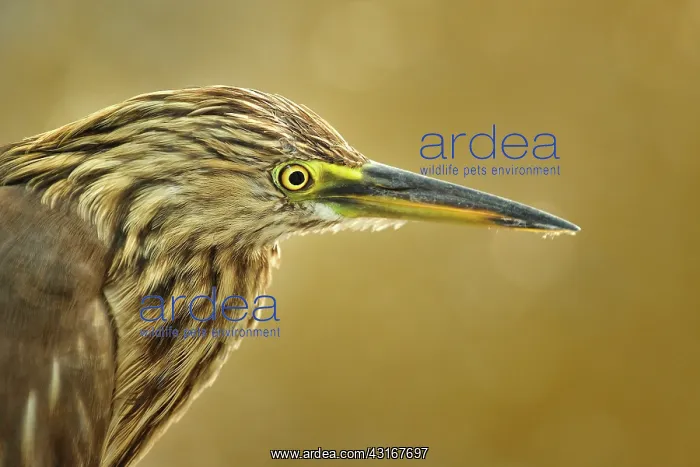 : Ardeola grayii Ardeola : Ardeola grayii Ardeola
