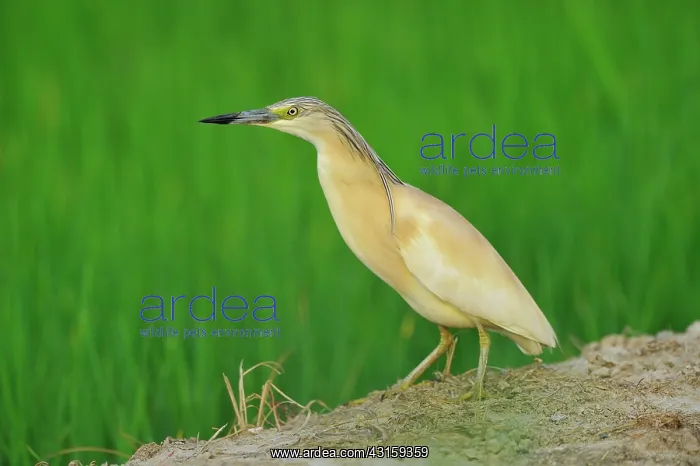 : Ardeola ralloides Ardeola : Ardeola ralloides Ardeola
