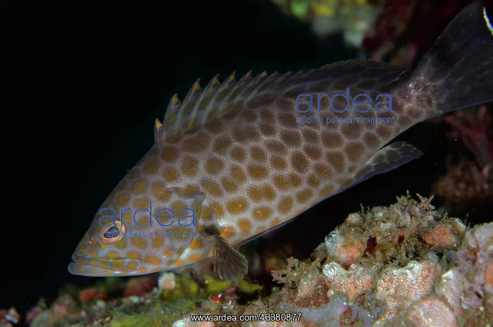 : Areolate Grouper - Melasti dive site, Tulamben : Areolate Grouper - Melasti dive site, Tulamben