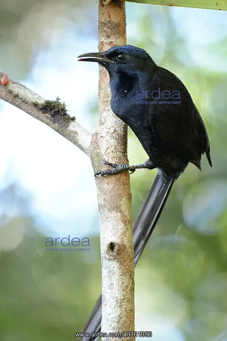: Arfak Astrapia : Arfak Astrapia