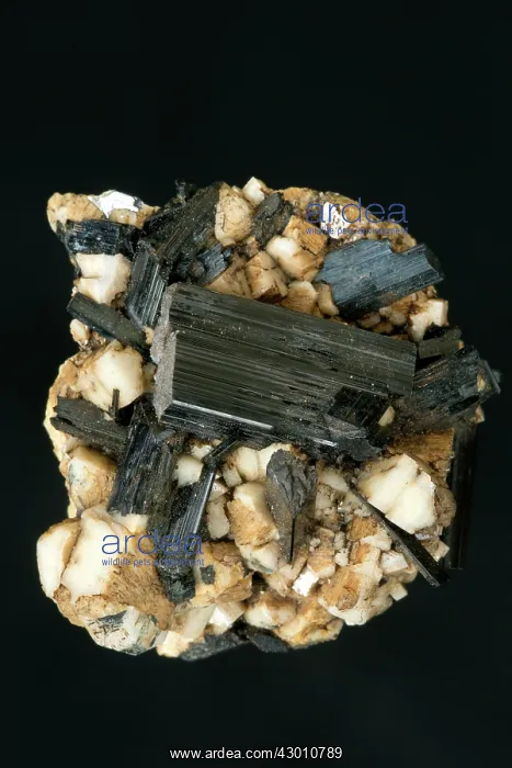 : Arfvedsonite & Feldspar : Arfvedsonite & Feldspar