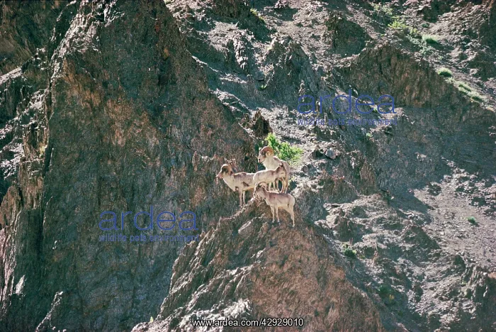 : Argali / Great Tibetan Sheep : Argali / Great Tibetan Sheep