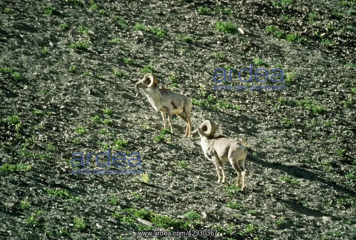 : Argali Sheep - 2 male, 12, 000ft : Argali Sheep - 2 male, 12, 000ft