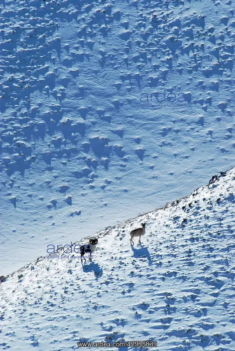 : Argali / Wild Sheep 4600m : Argali / Wild Sheep 4600m