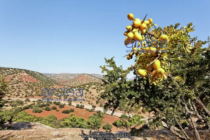 : Argan, Argania spinosa : Argan, Argania spinosa