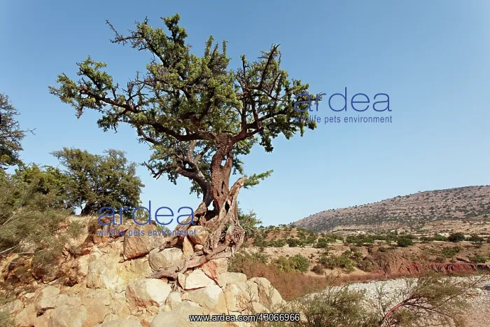 : Argan, Argania spinosa : Argan, Argania spinosa