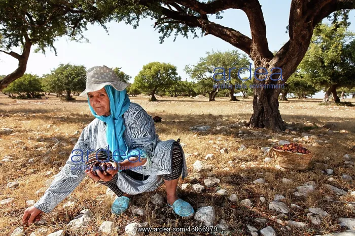 : Argan, Argania spinosa : Argan, Argania spinosa