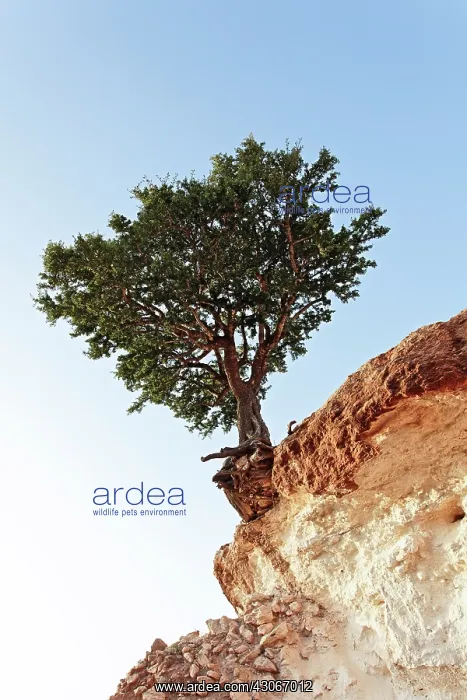 : Argan, Argania spinosa : Argan, Argania spinosa