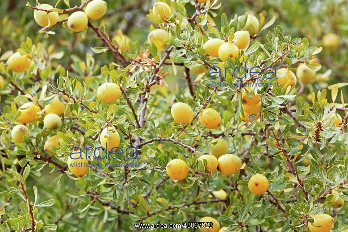 : Argan, Argania spinosa : Argan, Argania spinosa
