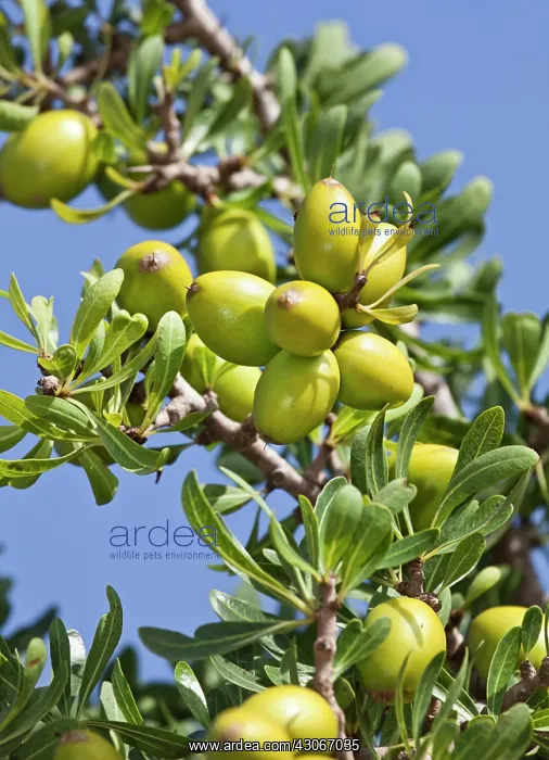 : Argan, Argania spinosa : Argan, Argania spinosa