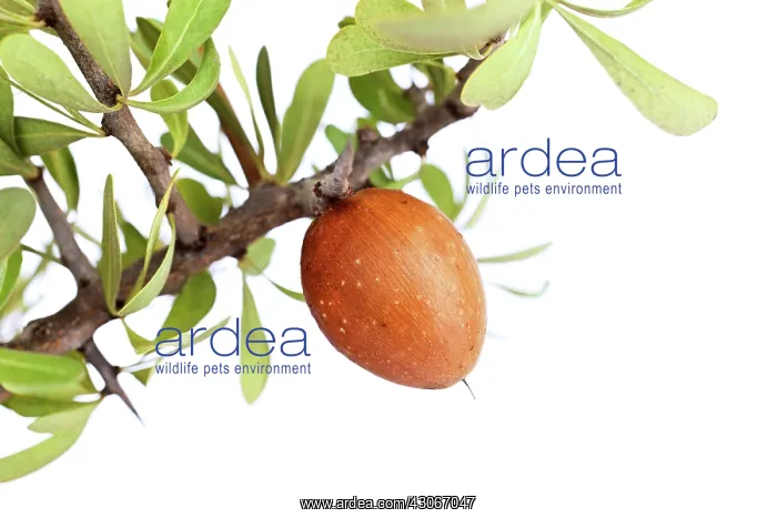 : Argan, Argania spinosa : Argan, Argania spinosa