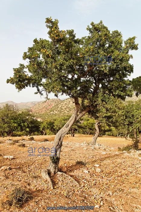 : Argan, Argania spinosa : Argan, Argania spinosa