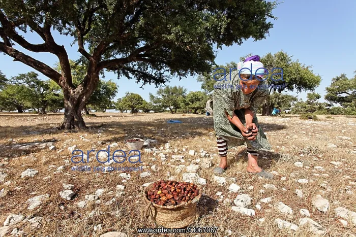 : Argan, Argania spinosa : Argan, Argania spinosa