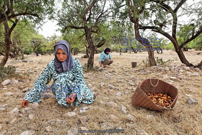 : Argan, Argania spinosa : Argan, Argania spinosa