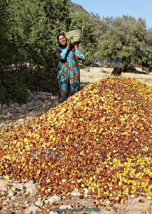 : Argan, Argania spinosa : Argan, Argania spinosa