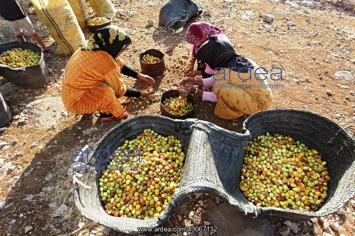 : Argan, Argania spinosa : Argan, Argania spinosa