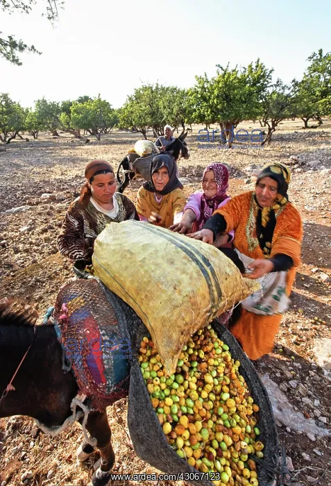 : Argan, Argania spinosa : Argan, Argania spinosa