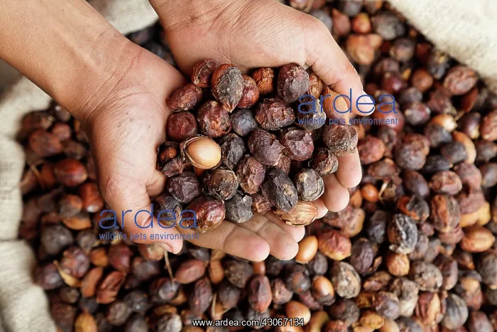 : Argan, Argania spinosa : Argan, Argania spinosa