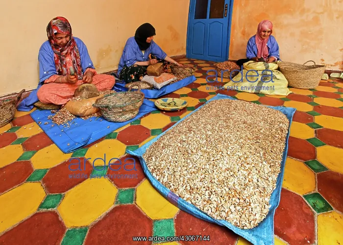 : Argan, Argania spinosa : Argan, Argania spinosa
