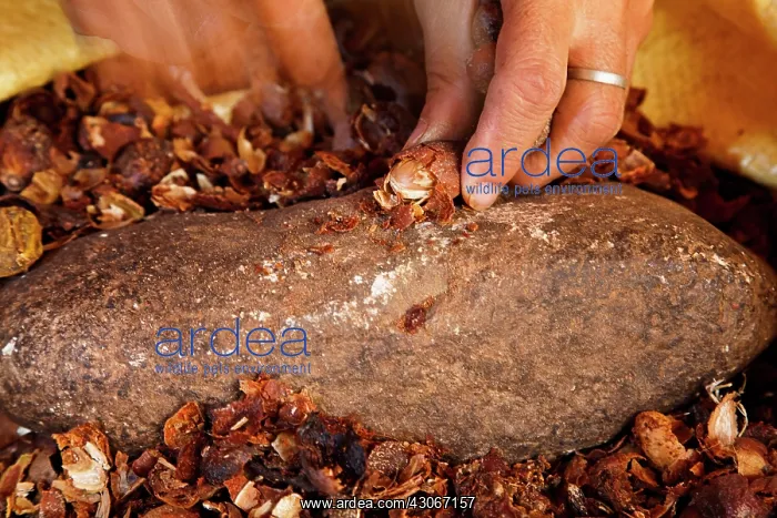  : Argan, Argania spinosa