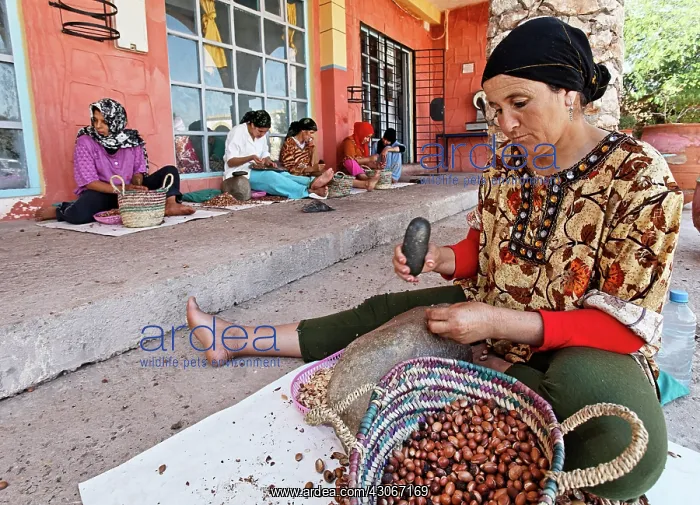 : Argan, Argania spinosa : Argan, Argania spinosa