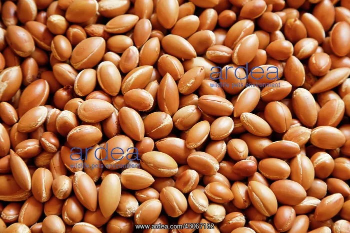 : Argan, Argania spinosa : Argan, Argania spinosa