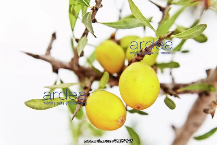 : Argan, Argania spinosa : Argan, Argania spinosa