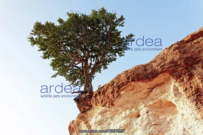 : Argan, Argania spinosa : Argan, Argania spinosa