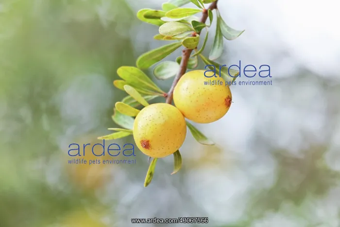 : Argan, Argania spinosa : Argan, Argania spinosa
