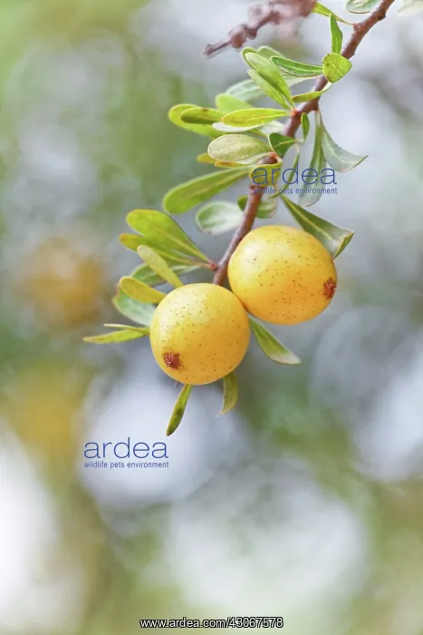 : Argan, Argania spinosa : Argan, Argania spinosa