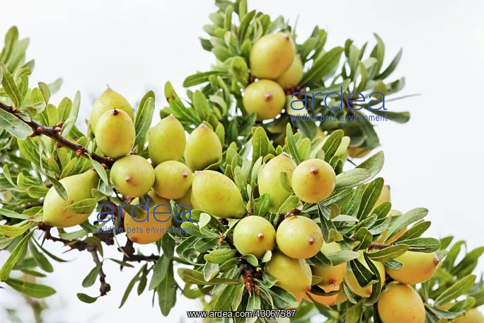 : Argan, Argania spinosa : Argan, Argania spinosa