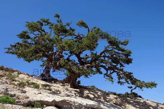  : Argan Tree