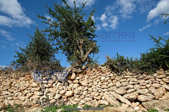  : Argan Tree
