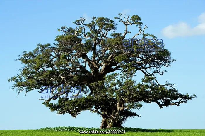 : Argan Tree