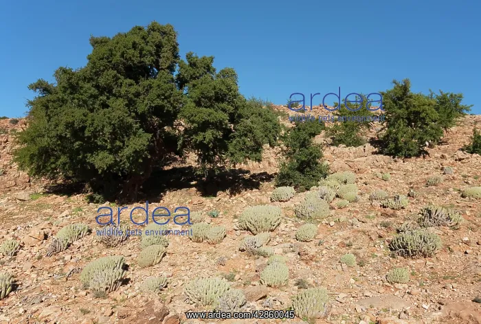 : Argan Trees - and the succulent Euphorbia echinus : Argan Trees - and the succulent Euphorbia echinus