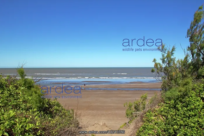 : Argentina, Aguas Verdes, seaside resort : Argentina, Aguas Verdes, seaside resort