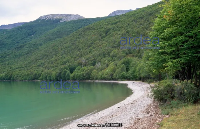 : Argentina - Austral Beech Forest, Tierra del Fuego : Argentina - Austral Beech Forest, Tierra del Fuego
