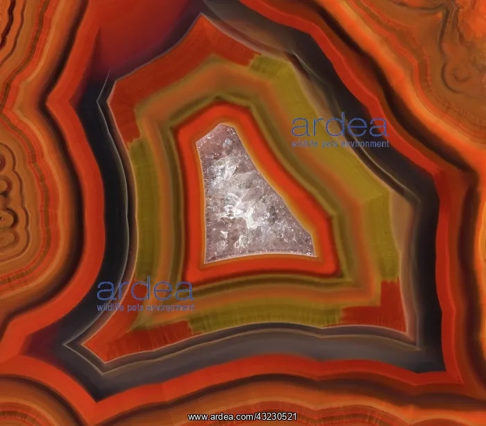 : Argentina. Close-up of Condor Agate stone : Argentina. Close-up of Condor Agate stone