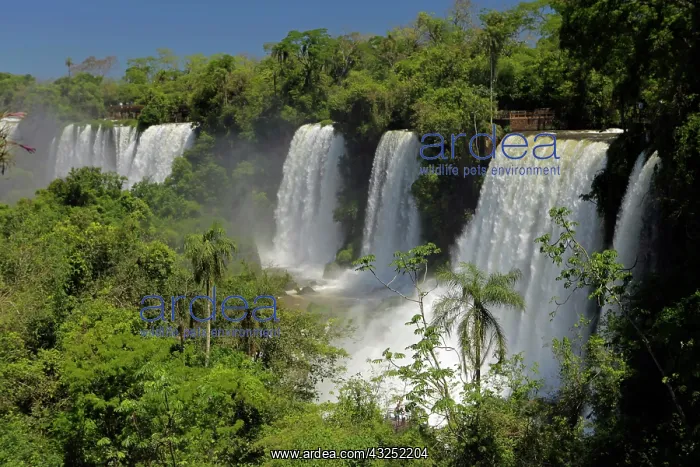 : Argentina, Iguacu Falls in sun : Argentina, Iguacu Falls in sun