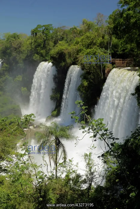 : Argentina, Iguacu Falls in sun : Argentina, Iguacu Falls in sun