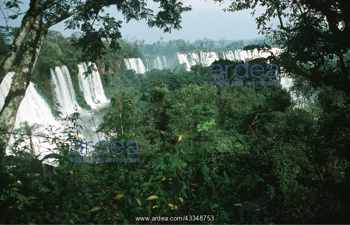 : ARGENTINA - IGUAZU FALLS : ARGENTINA - IGUAZU FALLS