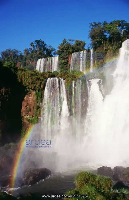 : Argentina - Iguazu falls & Subtropical rainforest & rainbow : Argentina - Iguazu falls & Subtropical rainforest & rainbow