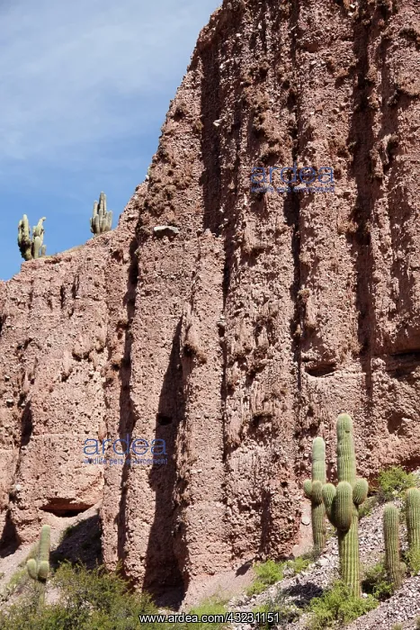 : Argentina, Jujuy, Juella, Pucara de Juella : Argentina, Jujuy, Juella, Pucara de Juella