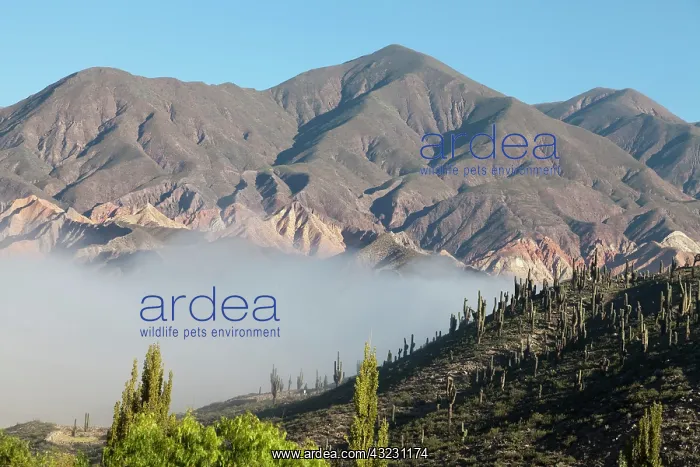 : Argentina, Jujuy, view of the village Tilcara : Argentina, Jujuy, view of the village Tilcara
